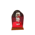 Silver Plated Finish FLORENCE NIGHTINGALE with Acrylic Box Case (Round) - Image 2